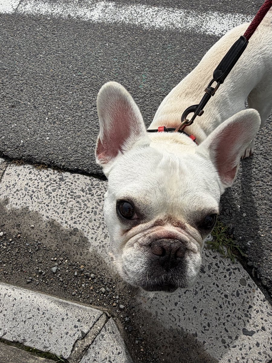 emo4815's tweet photo. 本日は七夕🎋何祈る？
予報を見る限り当面晴れ間は続きそうです☀️週後半より30℃超えが当たり前になってきます。ご注意⚠️
⭐️公共施設3箇所に給水サーバーが設置されました‼️↓
https://t.co/VNlVdpQzSD https://t.co/LYJvzXLKCX