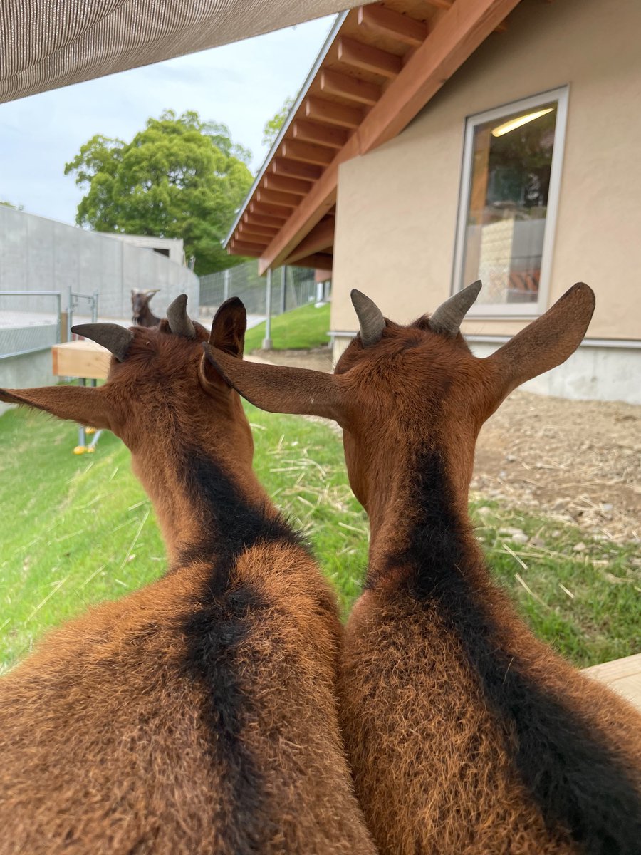 satsukiyama_zoo's tweet photo. 本日はナナとユウの1歳のお誕生日です✨️
当園にやってきた時はまだ3ヶ月の、ちいさくてかわいい仔ヤギでした🌱
今では体重20kg近くにもなり、角も立派に伸びてきました🐐

ハチとそれぞれのペースで一緒に過ごしていこうね😌
これからも、たくさんの時間を重ねていけますように。
＃五月山動物園 https://t.co/RFtZINSJyw