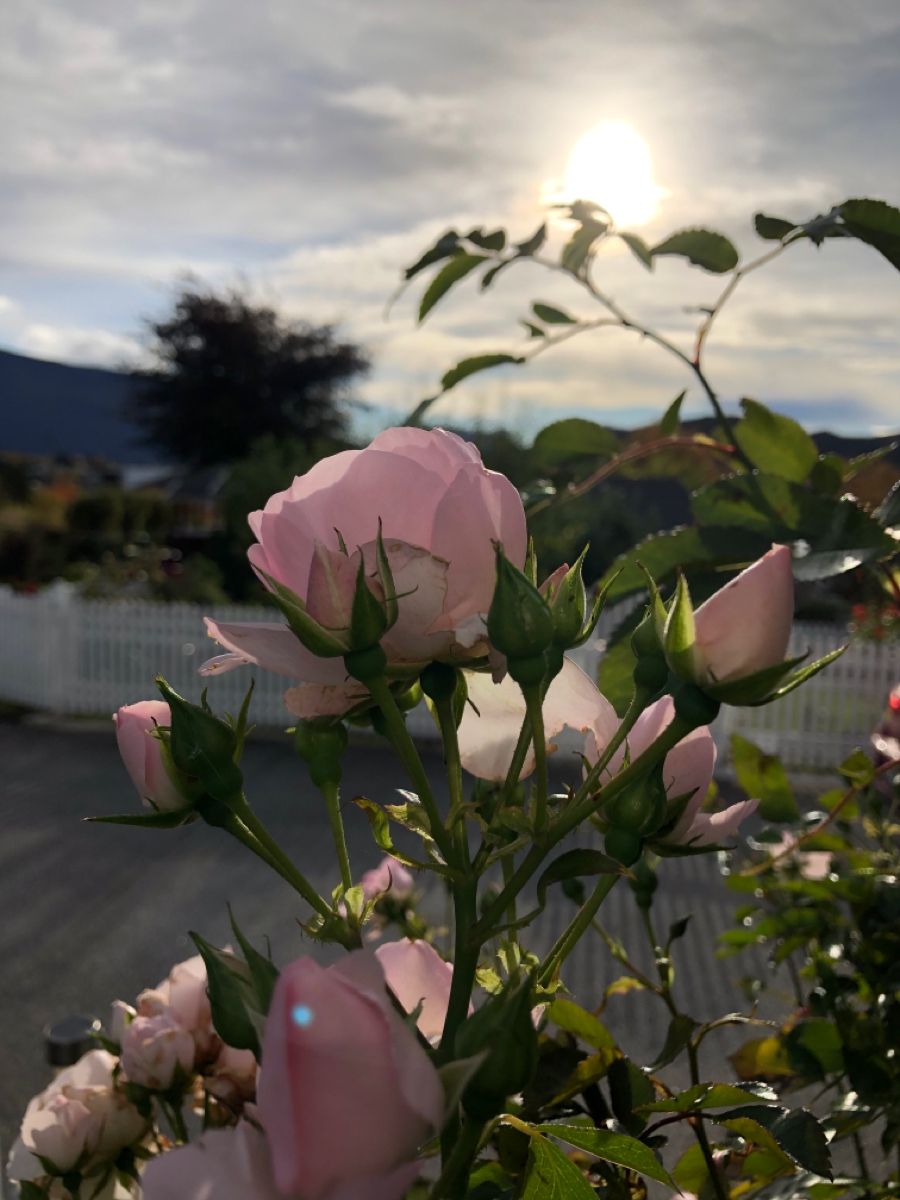 greenvibe's tweet photo. pink roses https://t.co/Xl8aotOp4f