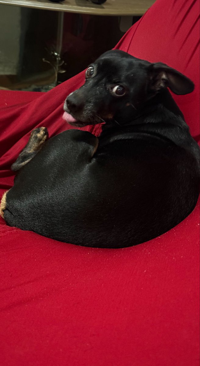 ednilzzon's tweet photo. 🐶🤩 https://t.co/xGywvTFFfs
