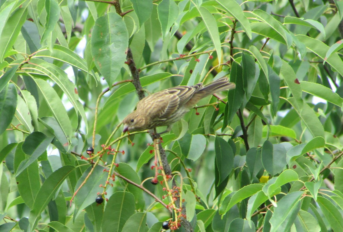 Kudzu King tweet media