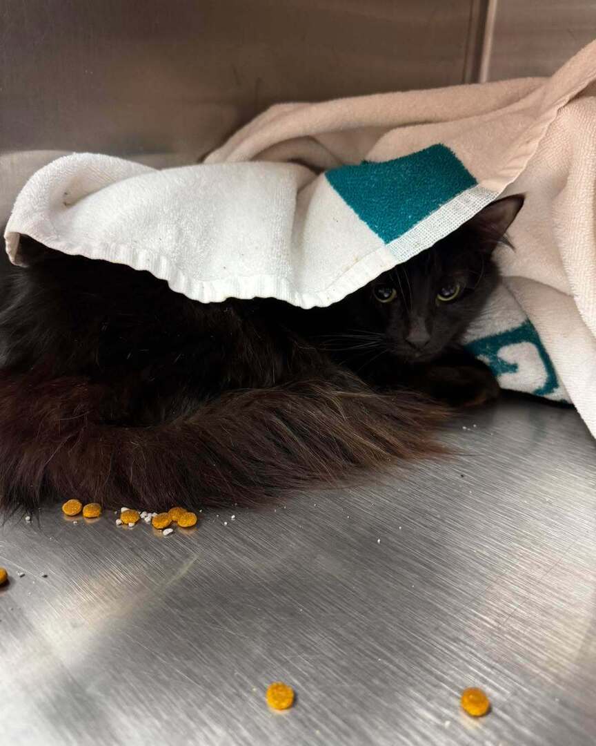 cobbkitties's tweet photo. 🆘 EUTHANASIA DEADLINE TUESDAY 7/7 10AM 🆘 

This gorgeous long haired black kitty is convinced the boogeyman is coming for her and hides under her towel, but she allows pets and will likely come around quickly once out of the shelter environment. 

Goal… https://t.co/wpDRMJ4i9H https://t.co/eJSQuYtJ0g