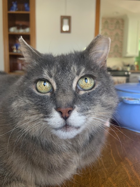 WAGives's tweet photo. Flower Feline Sanctuary supports small rescue organizations by providing them with microgrants to help end the suffering and overpopulation of cats. These grants cover spay/neuter services, vaccinations &amp; necessary medical procedures.

#WAGives #ItsUpToUs

https://t.co/a0iSy4P0nL https://t.co/t7TgSQL1tQ