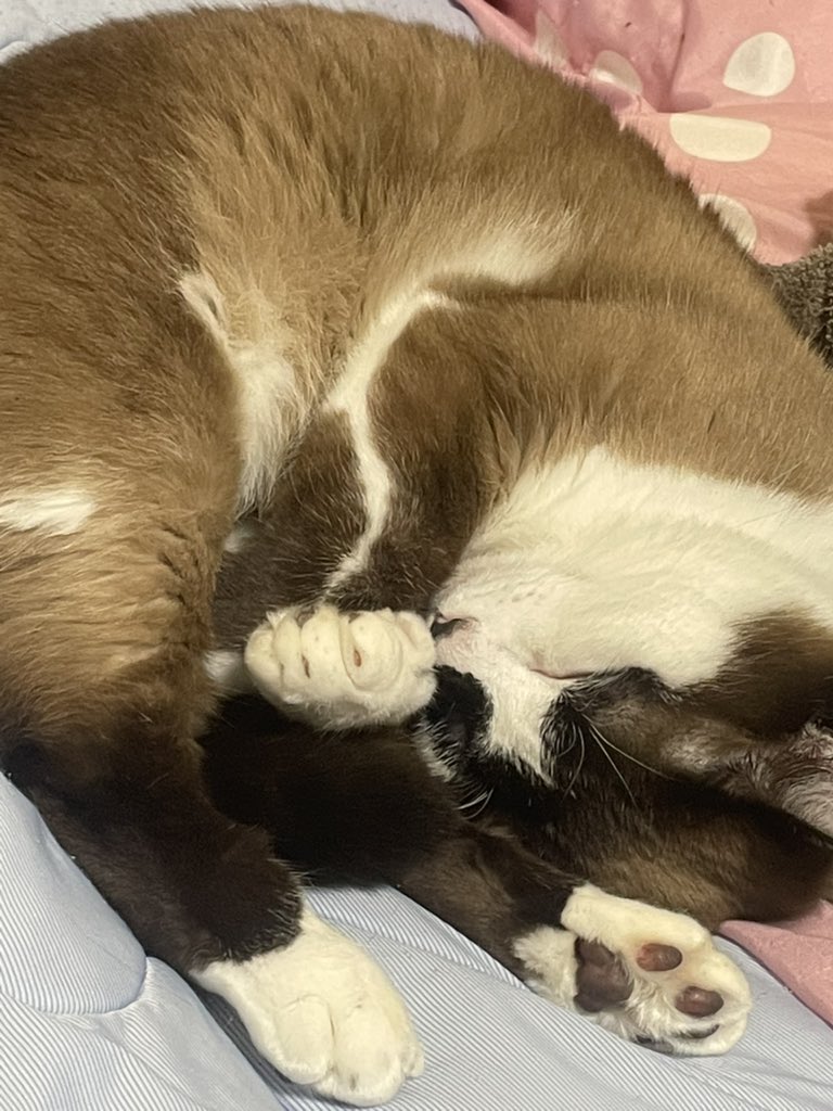 Aki128N's tweet photo. 今日も暑くなりそうだから

ひんやりマットの上で

気持ちよく寝るんだ🐱💤

 #ねこ  #ねこのきもち  #ねことの暮らし  #猫のいる生活  #猫のいる幸せ  #猫写真 https://t.co/PPrYz0LBTr