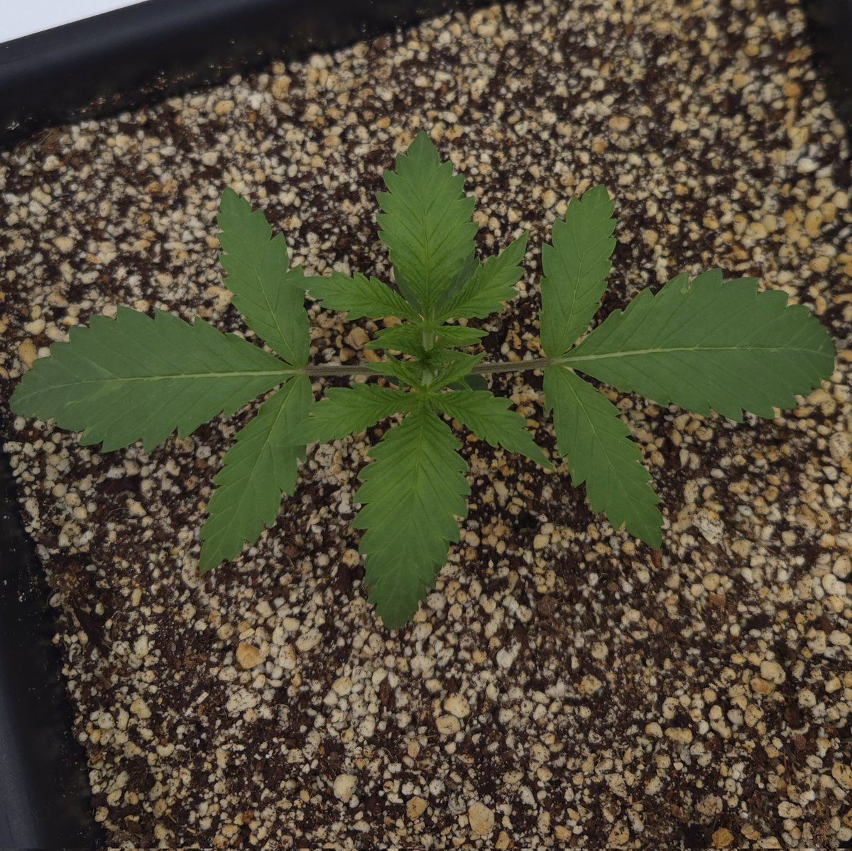 kclightup's tweet photo. Good morning to the @beleaf_cannabis Nine Lions S1. It's day 12 and they ate looking 👌
@autopotusa 3.9 gallon system
#secretled SL-760 light
#koshernutrients https://t.co/cGbUGRDuXT