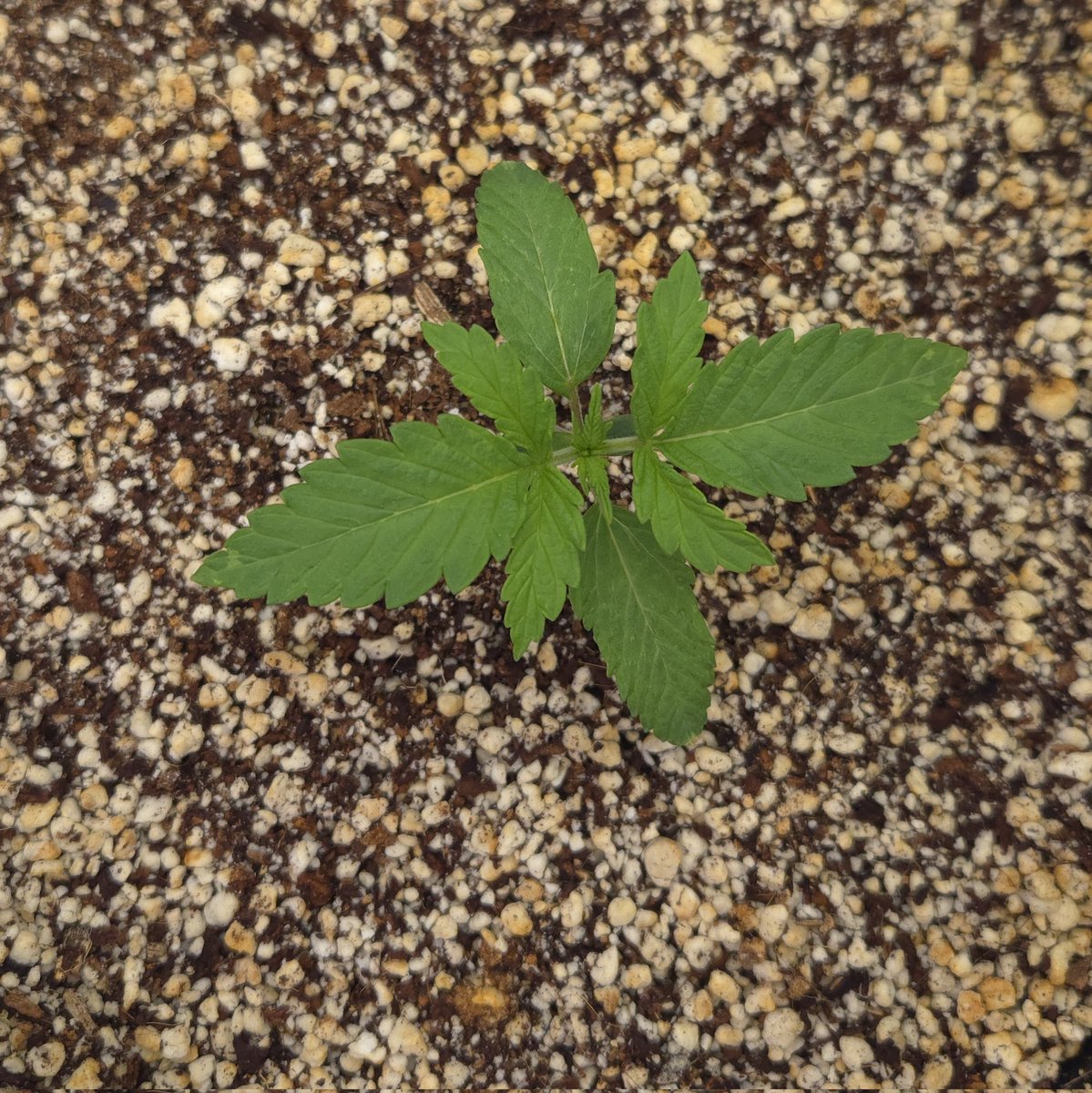 kclightup's tweet photo. Good morning to the @beleaf_cannabis Nine Lions S1. It's day 12 and they ate looking 👌
@autopotusa 3.9 gallon system
#secretled SL-760 light
#koshernutrients https://t.co/cGbUGRDuXT