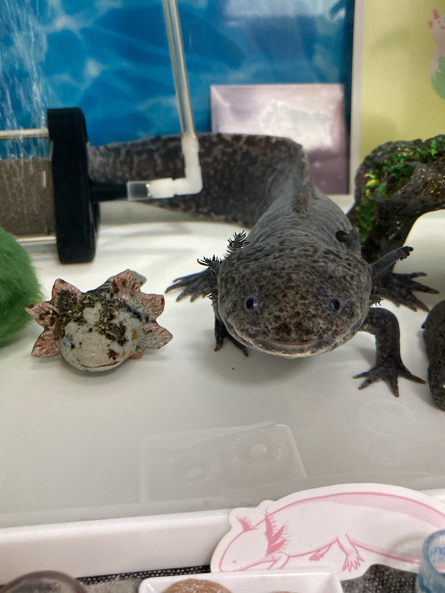 ardry_'s tweet photo. おはようございます☺️
やる気満々だったのに飼い主の「おはよー」でビックリしちゃった朝のくろはすくんです🤣

#ウーパールーパー https://t.co/0QM00B4cOE