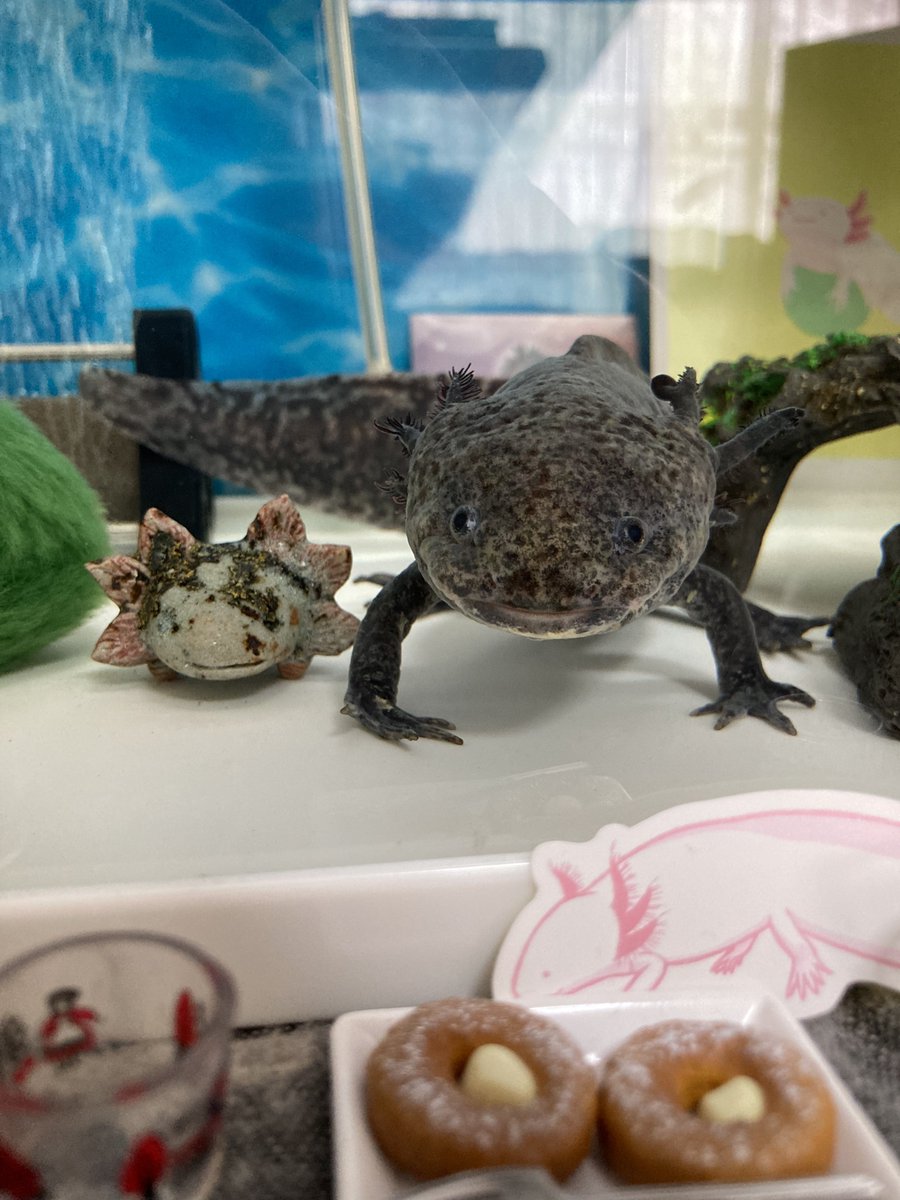 ardry_'s tweet photo. おはようございます☺️
やる気満々だったのに飼い主の「おはよー」でビックリしちゃった朝のくろはすくんです🤣

#ウーパールーパー https://t.co/0QM00B4cOE