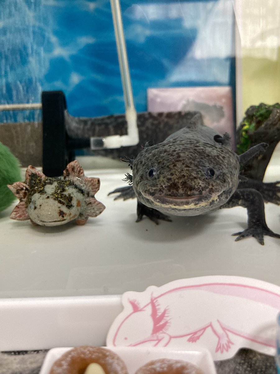ardry_'s tweet photo. おはようございます☺️
やる気満々だったのに飼い主の「おはよー」でビックリしちゃった朝のくろはすくんです🤣

#ウーパールーパー https://t.co/0QM00B4cOE
