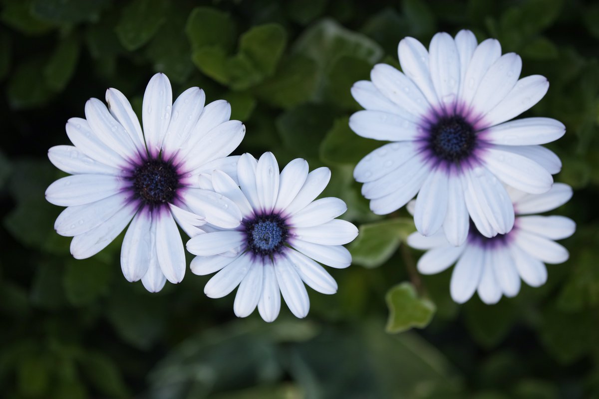 mucchi_'s tweet photo. (Nothing But) Flowers https://t.co/rR935yq1QQ
