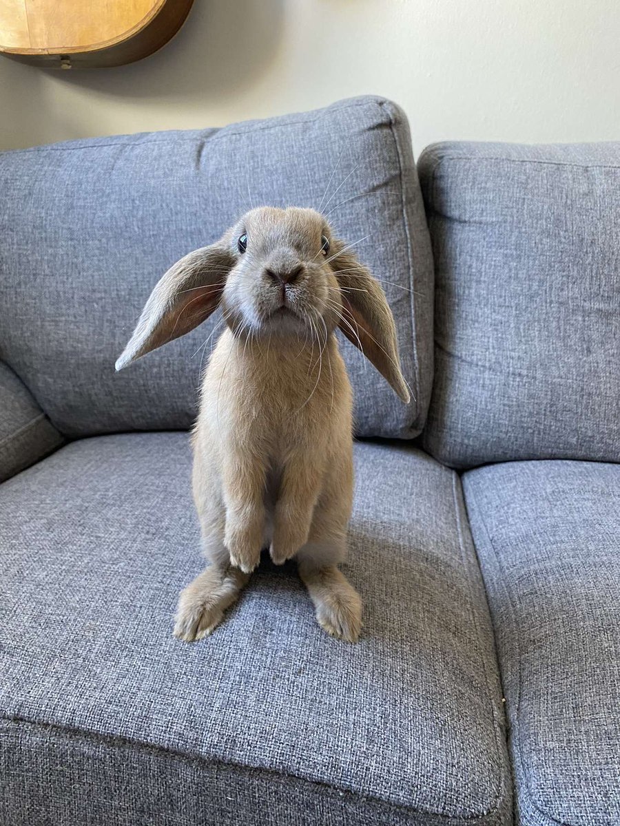 bunnycvit_'s tweet photo. this bunny also misses bannerfall a lot... https://t.co/FXUD1dXga5