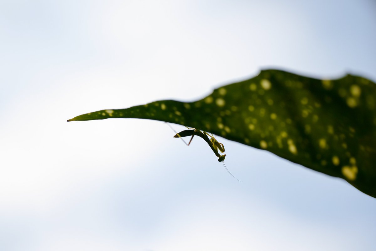 mucchi_'s tweet photo. I released the playing mantis from the spider's web https://t.co/eud4zHRDk6