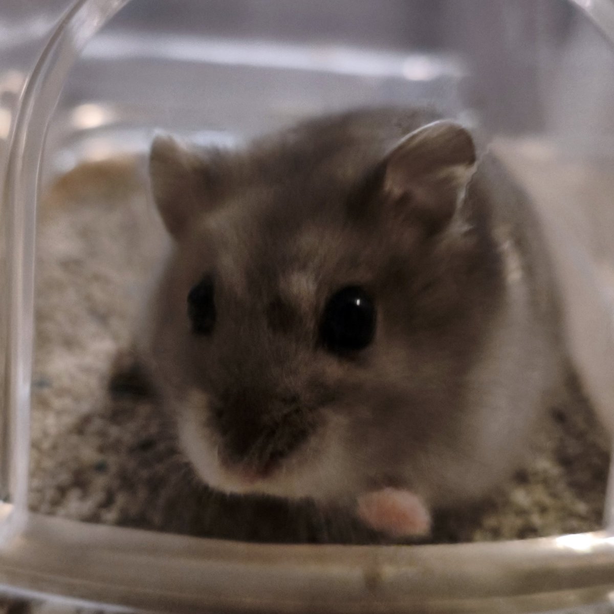 satooomirin's tweet photo. ちょっとブレてしまったけどなんかモルカーみたいな写真撮れた🐹⭐️
モルモットではないのでハムカーか
#ハムスター https://t.co/9sd62TnYwq