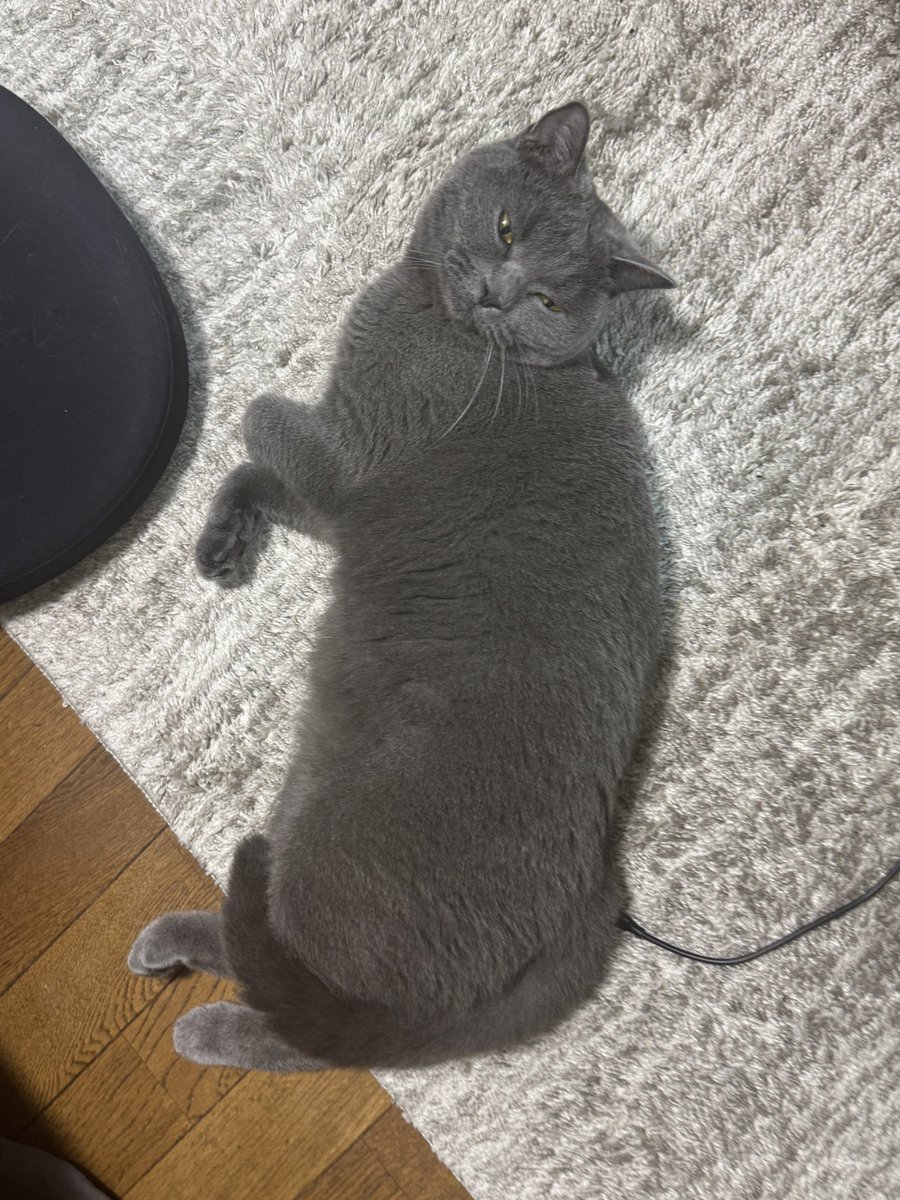 mac_leo55's tweet photo. 充電中猫

#猫
#猫のいる暮らし
#ブリティッシュショートヘア
#おやつください https://t.co/1wwUaMhp3x