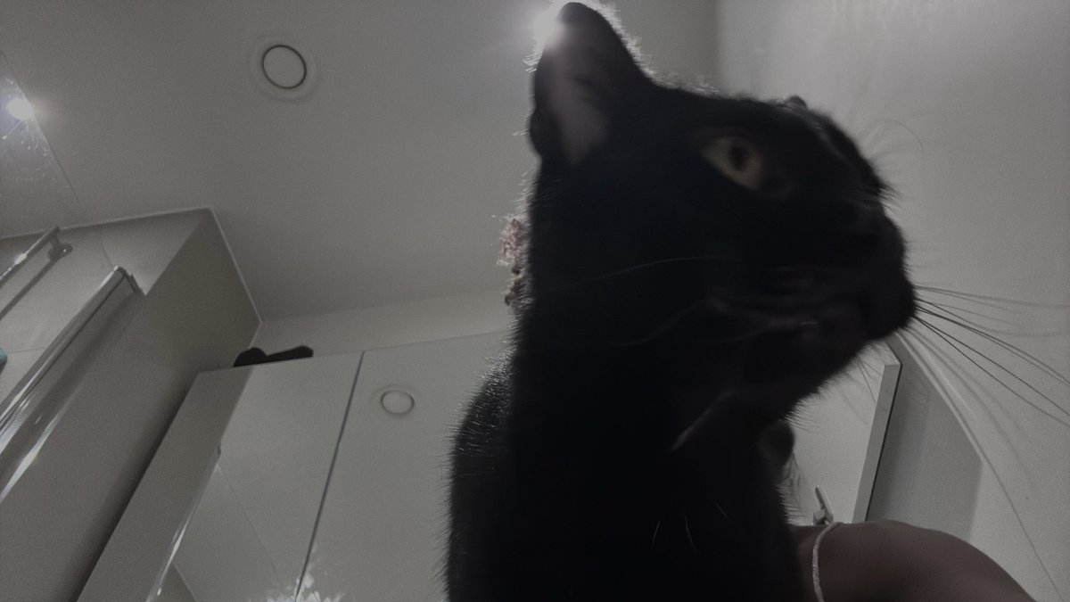sharinglungs's tweet photo. cat https://t.co/5Z9zypOFT1