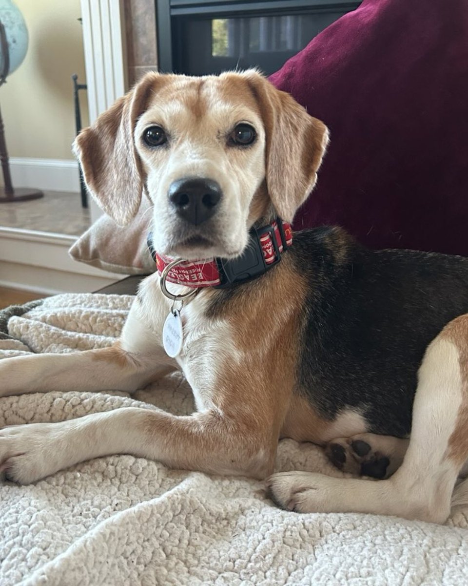 beaglefreedom's tweet photo. Meet Harriet 🐶 A sweet beagle learning that the world can be a safe place.

Recently rescued, she's shy and needs a calm home where she can build trust at her own pace. With love and consistency, she'll blossom🌸

📍 Boulder, CO
🐶 8 yrs | 21 lbs

Apply: https://t.co/B0Pzonj3u5 https://t.co/Z1plabSPNO