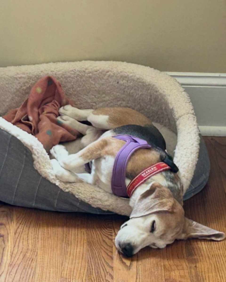 beaglefreedom's tweet photo. Meet Harriet 🐶 A sweet beagle learning that the world can be a safe place.

Recently rescued, she's shy and needs a calm home where she can build trust at her own pace. With love and consistency, she'll blossom🌸

📍 Boulder, CO
🐶 8 yrs | 21 lbs

Apply: https://t.co/B0Pzonj3u5 https://t.co/Z1plabSPNO