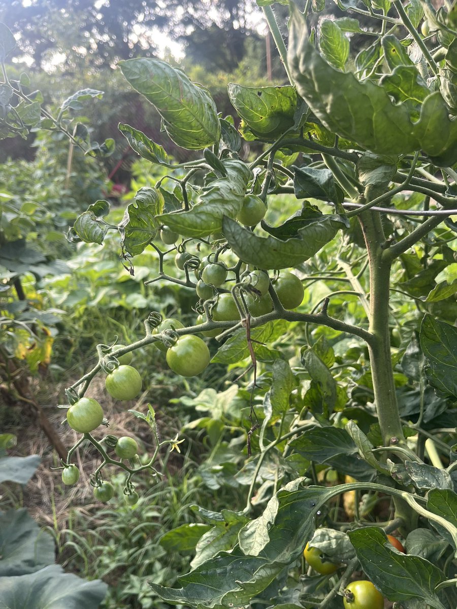 Moomin3371's tweet photo. ⬅️ 2月9日から室内で育苗しながら育てたトマト🍅茎どっしりで葉🍃が多め
　
➡️ 4月19日に自然農の畑に地植えした🍅細身で🍃は少なく実がウジャウジャ
#アメリカで家庭菜園 #cherrytomatoes https://t.co/ivvRJXNXgF