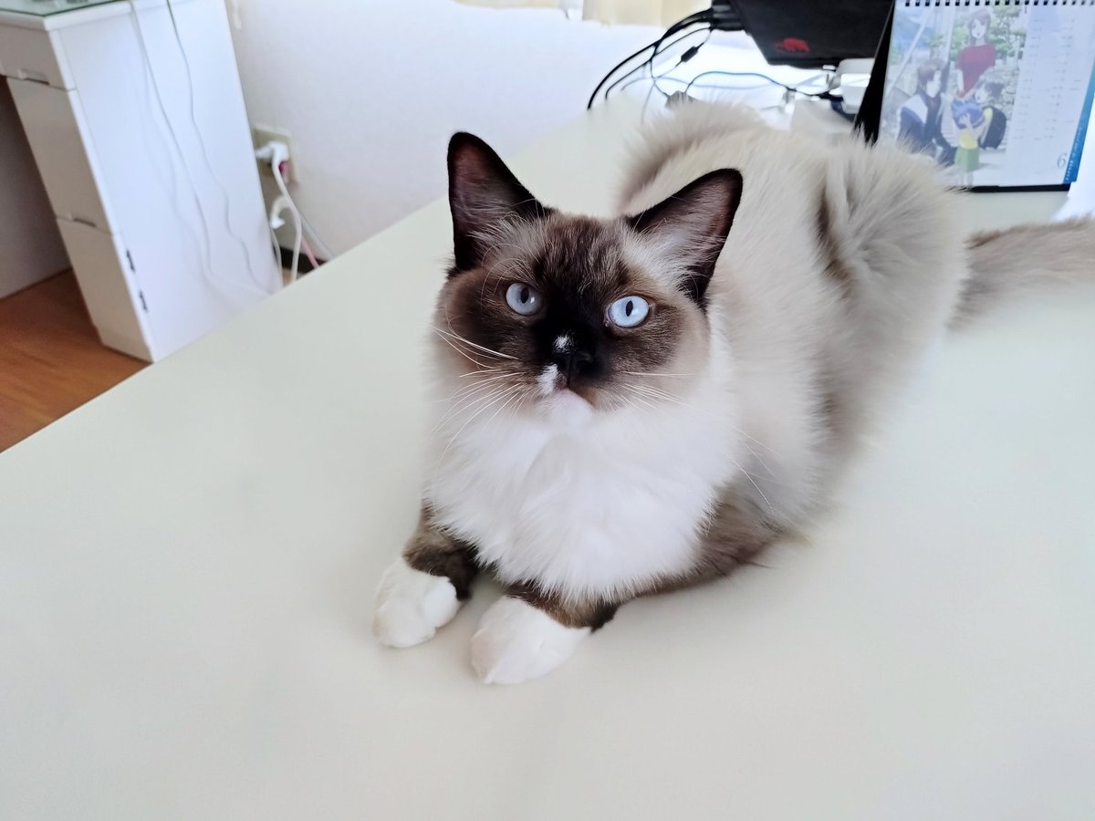 cburijp's tweet photo. 透明ステップに乗れない流星は机の上
流星「何か」
ビビリなとこが愛おしいのよ
#猫 #猫のいる暮らし #ラグドール https://t.co/7hqGHAli8M