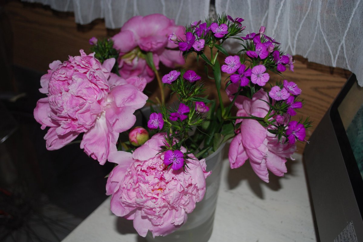 WLHWords's tweet photo. Peonies are the best summer flowers with a scent that fills a space https://t.co/QEEsm1yDSW