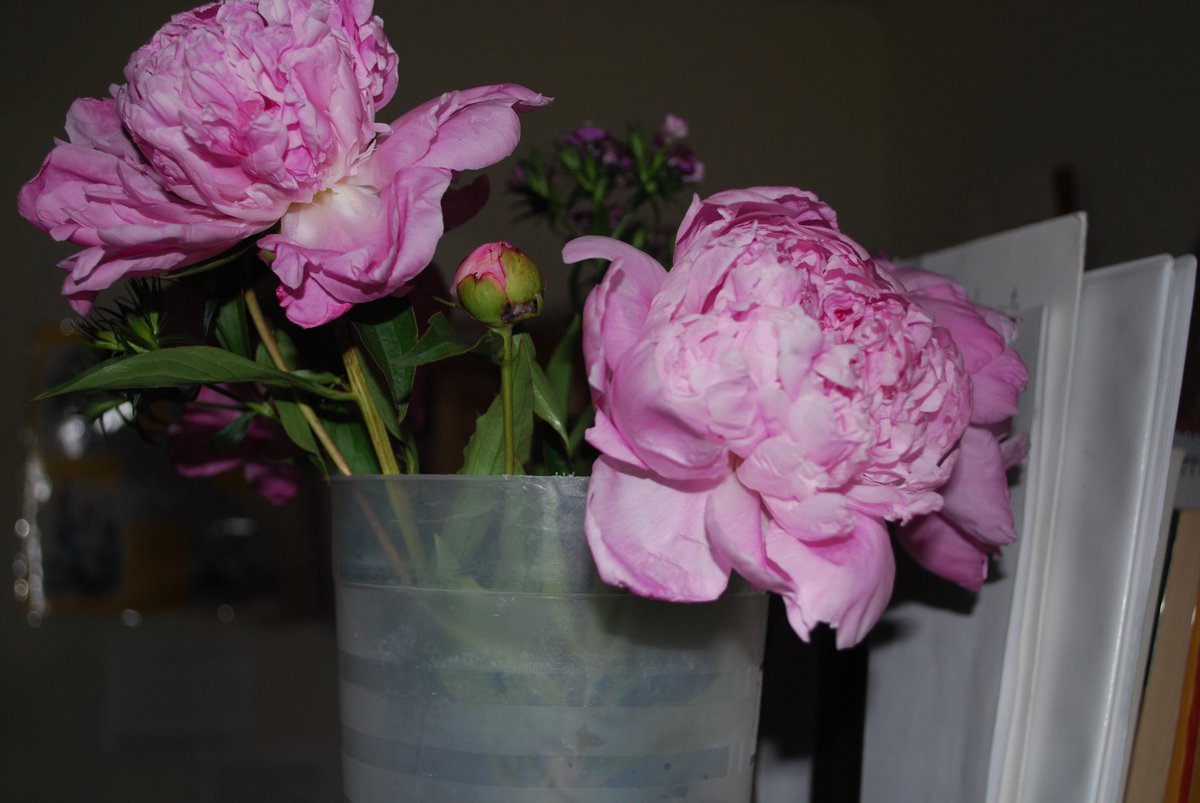 WLHWords's tweet photo. Peonies are the best summer flowers with a scent that fills a space https://t.co/QEEsm1yDSW