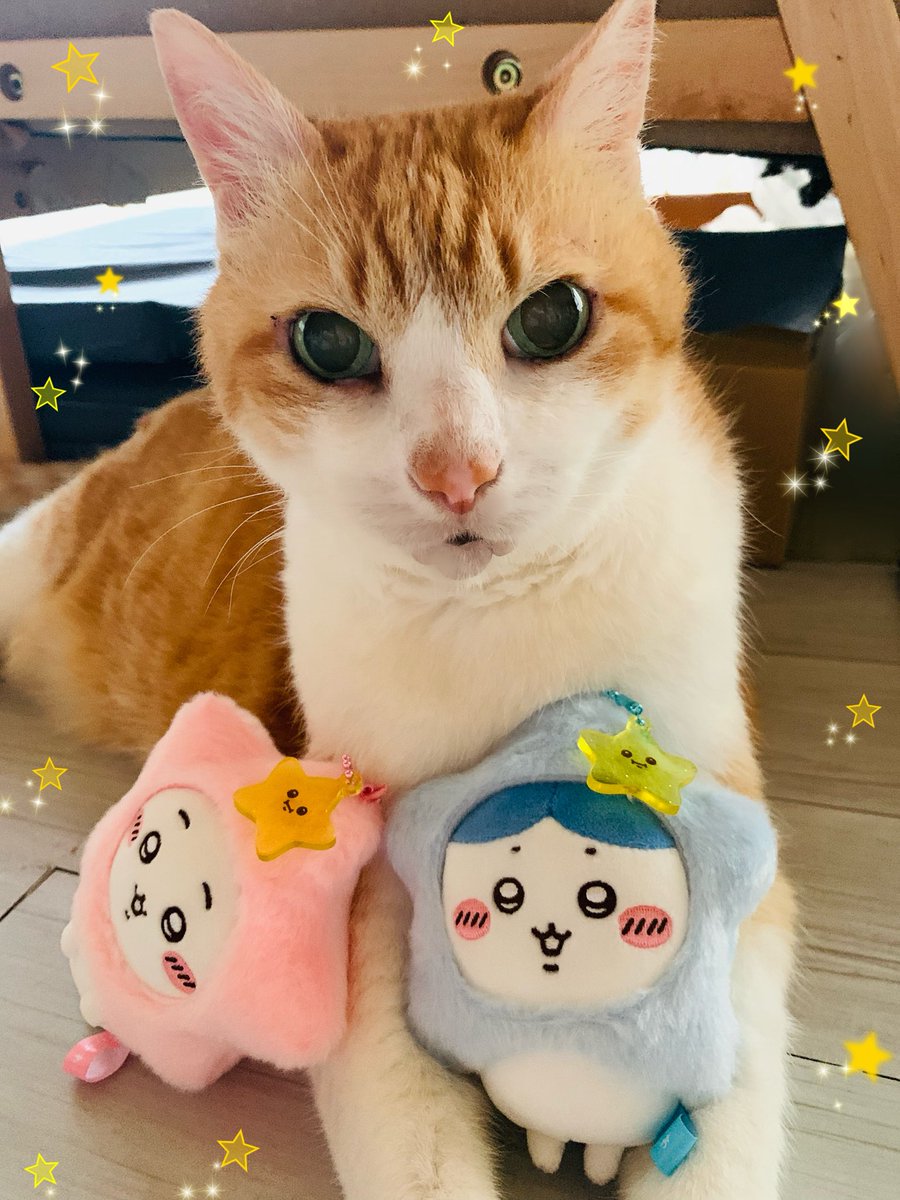 🎋ささのは さらさら〜🎶✨ ☆*:.🌟今日は七夕🌟˚✧₊⁎ 🌏世界中の動物