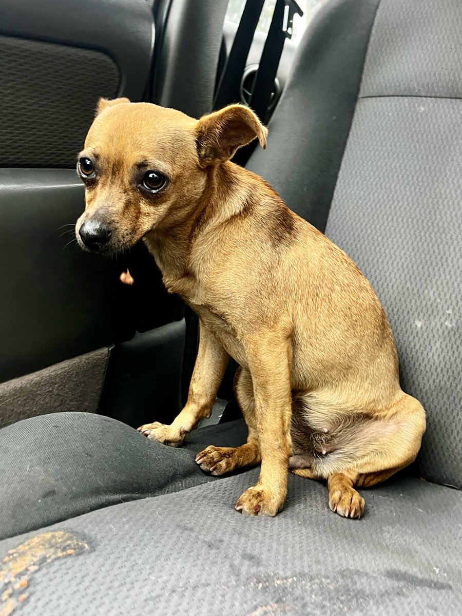 MapacheRex's tweet photo. Miren esta cosita, no sé si es una rata gigante o un perro en miniatura; el caso es que vomitó mi auto. Procedemos a esterilizar. Si alguien desea apadrinar esta cirugía, puede hacerlo directamente en la veterinaria.

Estaré en adopción una vez que me recupere! 🐕 GRACIAS ☺️ https://t.co/VQJQ85VnQQ