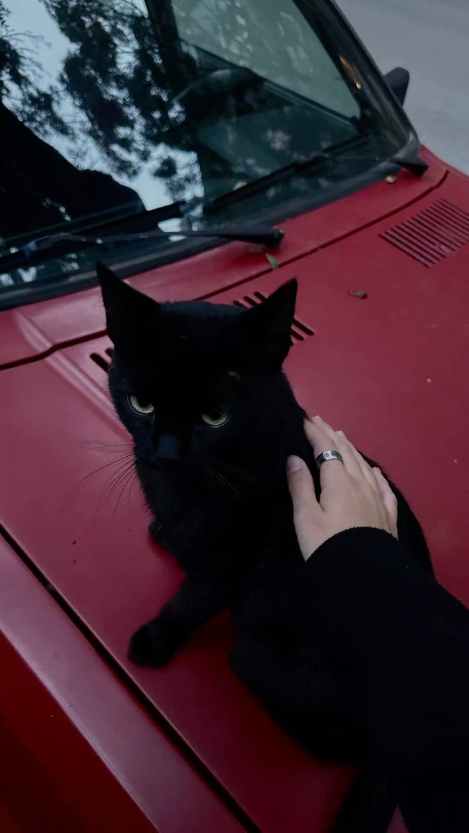 blackvibe tweet picture