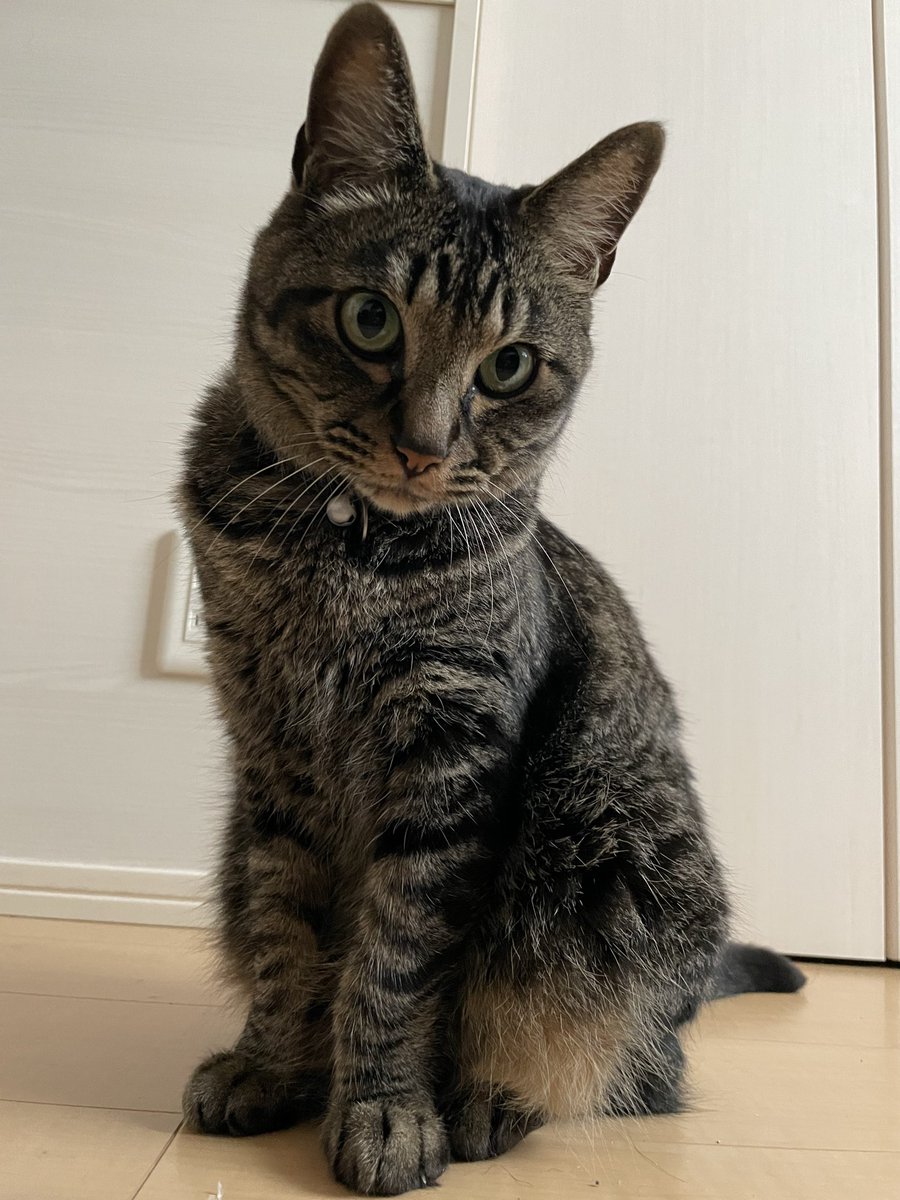 Random964's tweet photo. おはようございます
これは早朝に飼い主を起こしに来る猫 https://t.co/FFyhVZsByO