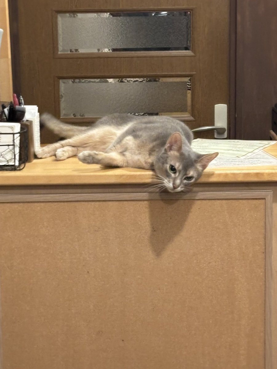 same0520's tweet photo. 昨日は猫カフェに行きました https://t.co/zxj7tIIpBJ