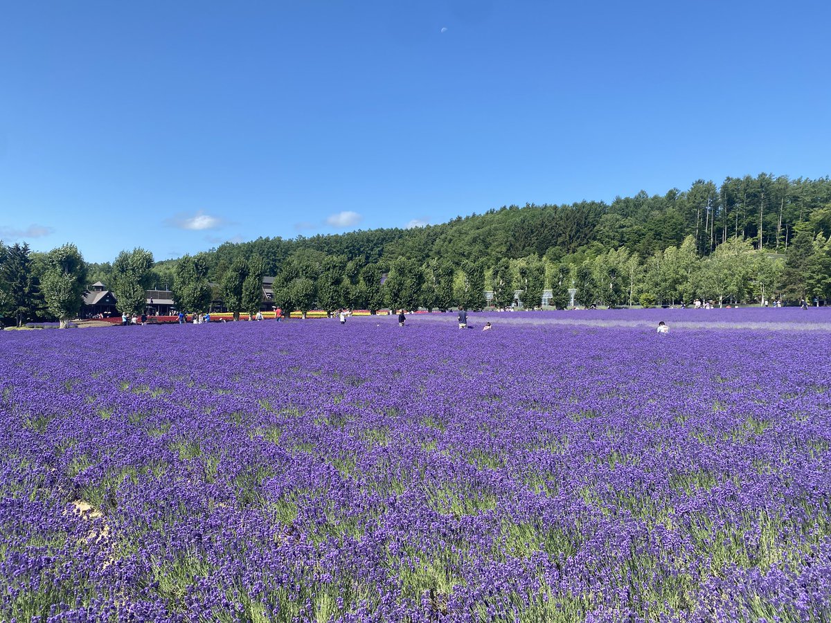 tk_D7500's tweet photo. おはようございます🌞
今日は富良野に来ています💐
#ファーム富田
#ラベンダー
#welovehokkaido https://t.co/fPh8Dt6TkU