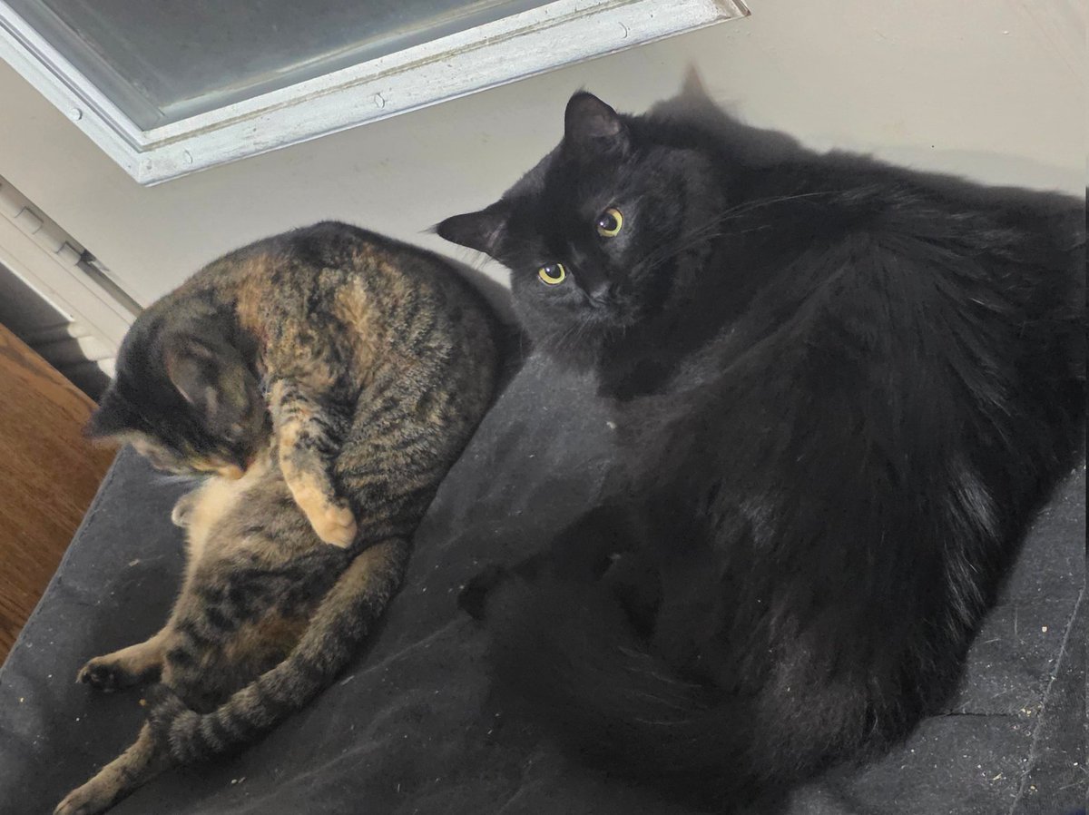 Monk_The_Punk's tweet photo. @sarahgraleyart Why do you have my cats? https://t.co/jYP7AkeDsZ