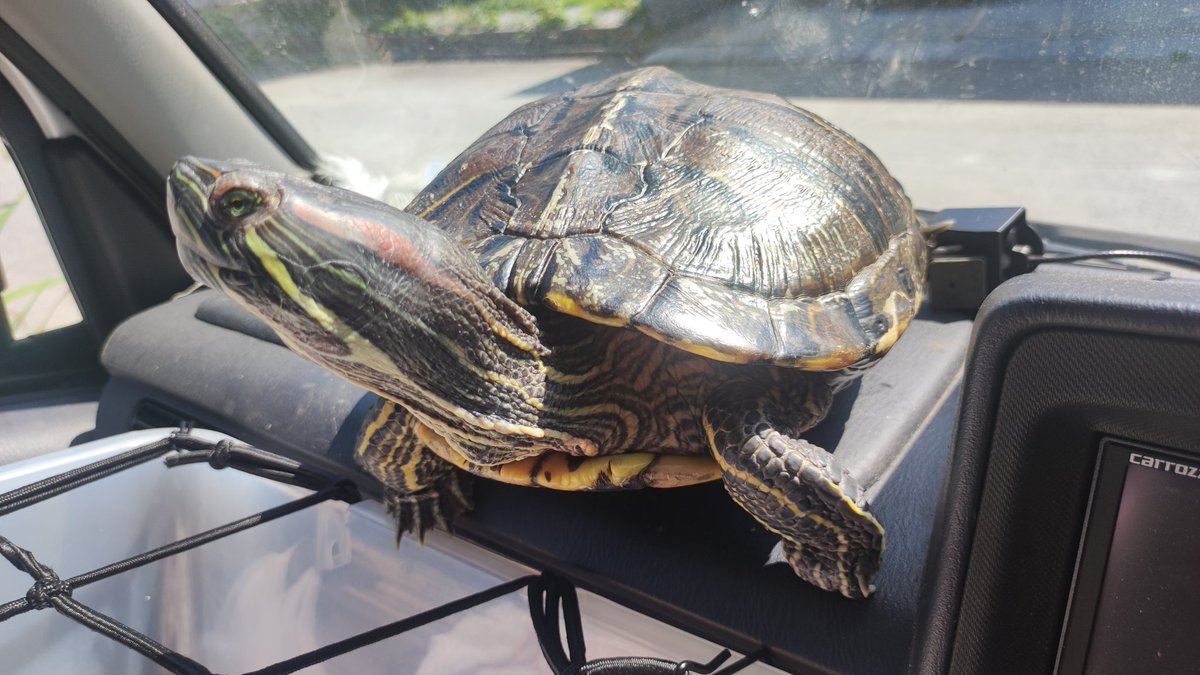 TakaRaure's tweet photo. おはかめ🌞🐢
これからヤバいくらい暑くなるらしいので無理なくお過ごしください🐢 https://t.co/3z6ydTqdG7