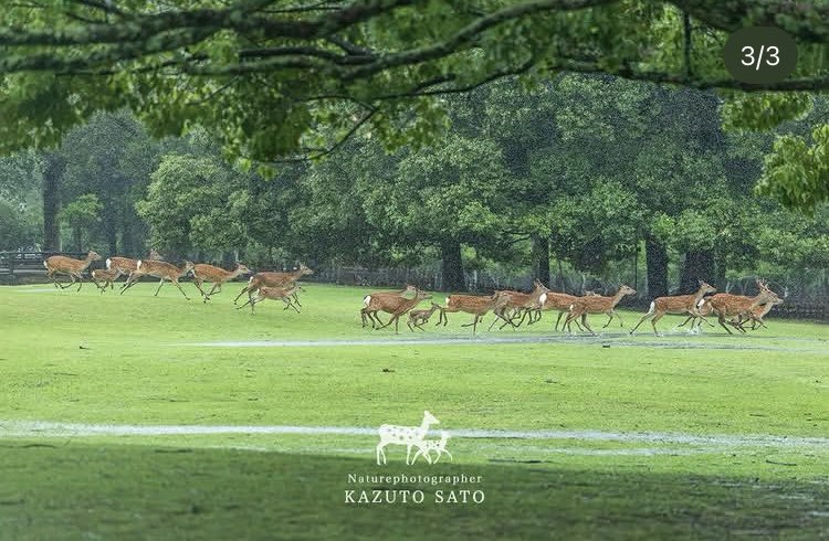 photoKAZUTO's tweet photo. この場所は鹿たちの楽園 No.2785

雨の中を駆ける群れ。

#奈良公園
#奈良の鹿
#鹿
#deer
#佐藤和斗 https://t.co/998YYQ77s8