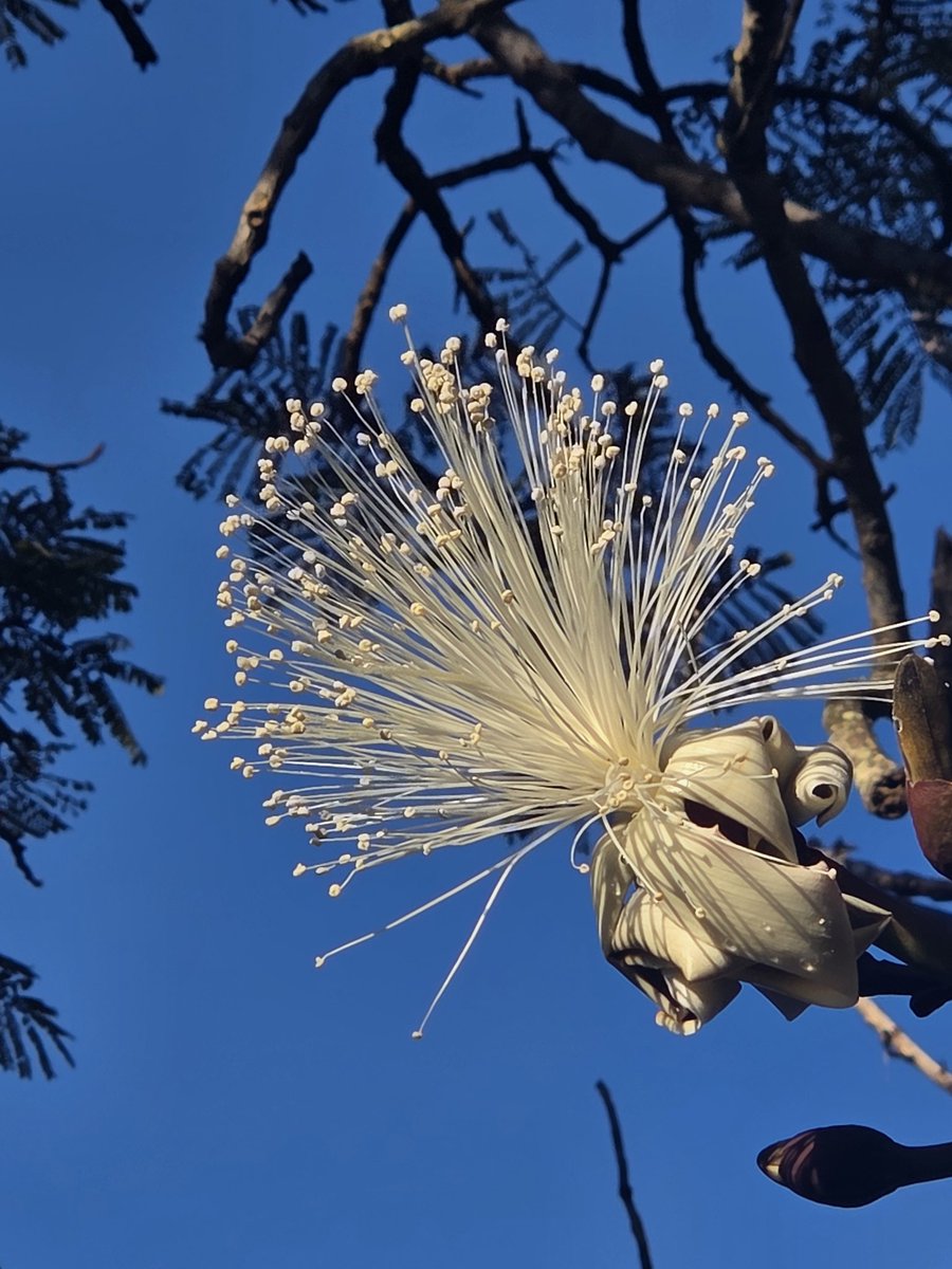 rodriguesfer's tweet photo. Foto de segunda 
Flor do Mamonarana https://t.co/Fo90KzNZMx