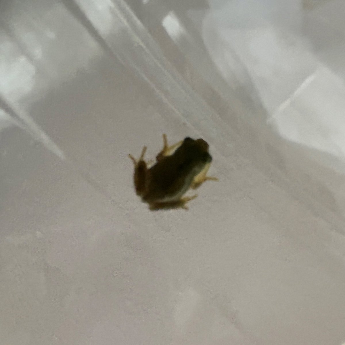 upalamode's tweet photo. 昨年は梅雨がおかしくて出会えなかった🐸
今年は少なかったけど会えました！
一番小さくてまだ尻尾のポチが残ってたんだけどいきなり人工餌食べた大物過ぎるこの子をおむ🐸
上陸して１週間くらいかなー
親指の爪くらいの大きさ https://t.co/z53kxXgR2f