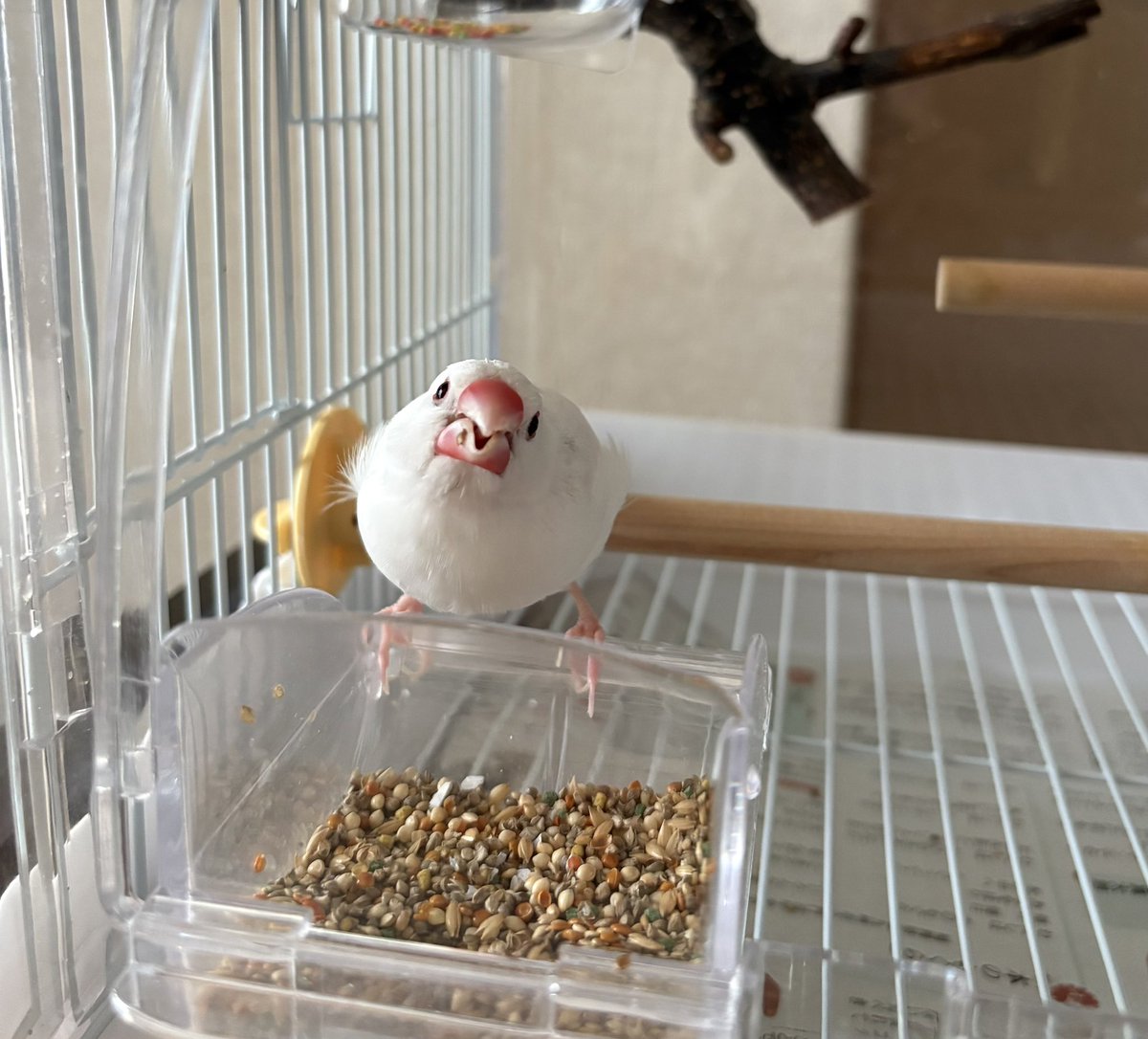 mb08ema's tweet photo. ｶｲﾇｼ~

換羽で塩対応気味だった🐥が近寄ってきてくれて頭痛でダウンしていた飼い主大喜び( ◠‿◠ ) https://t.co/0FK94r3L66