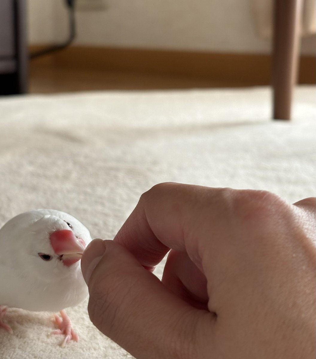 mb08ema's tweet photo. ｶｲﾇｼ~

換羽で塩対応気味だった🐥が近寄ってきてくれて頭痛でダウンしていた飼い主大喜び( ◠‿◠ ) https://t.co/0FK94r3L66