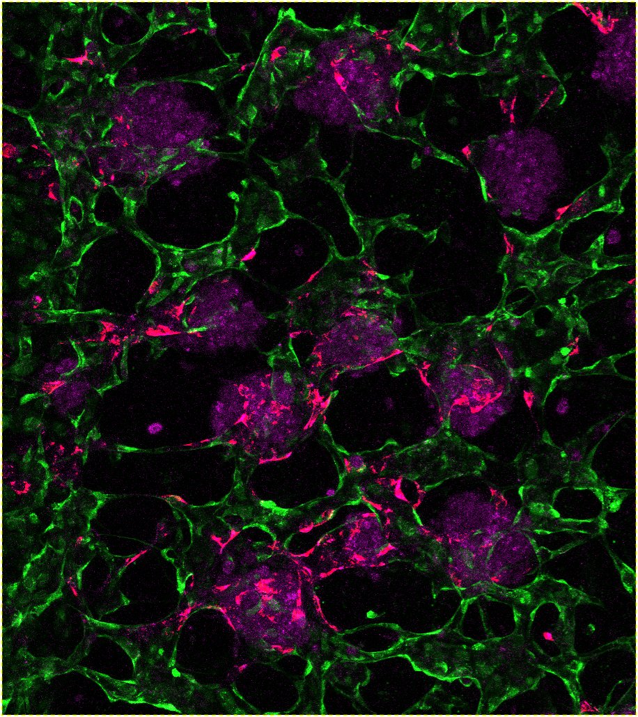 LindaGGriffith1's tweet photo. Postdoc position in vascularized liver NAMs for applications in drug development and disease modeling, as part of the new NIH-funded NAMs Technology Development Center for Women's Health.  Emphasis on sex-specific model development, interactions with biologics, and metabolic behaviors.  Email cv, statement, and list of references to griff@mit.edu