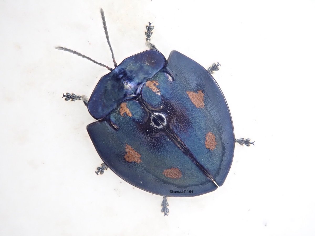 hamushi1164's tweet photo. Cyrtonota vulnerata(Boheman, 1850)
とても素敵なブローチハムシ。Cyrtonota属は魅力的な種が多いのだけど、見かける機会が少ない印象。 https://t.co/c4uQpdVgRg