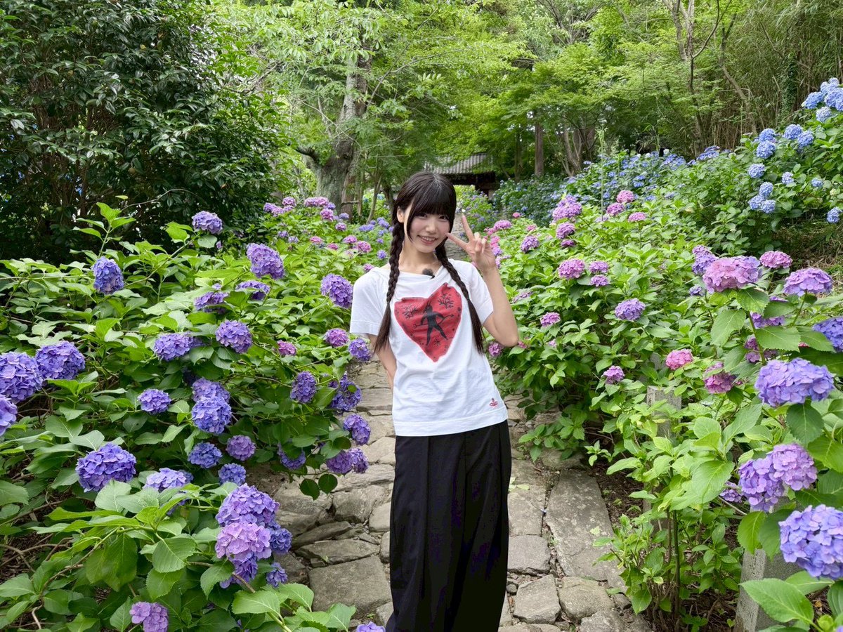 SWEET_STEADY's tweet photo. 📺💐＃すいすてメディア出演情報 💙🪻

本日7/7(火) 23:56〜0:44
CBCテレビ『道との遭遇』ミニコーナーに

＃SWEETSTEADY から
💙奥田彩友　＠ayu_ss0107
 が出演させていただきます🪻💫

今回はあじさい寺からリポートです🎤

ぜひご覧ください🛣️

@cbc_michi 

＃道との遭遇
＃すいすて https://t.co/WVYQXE08Wh