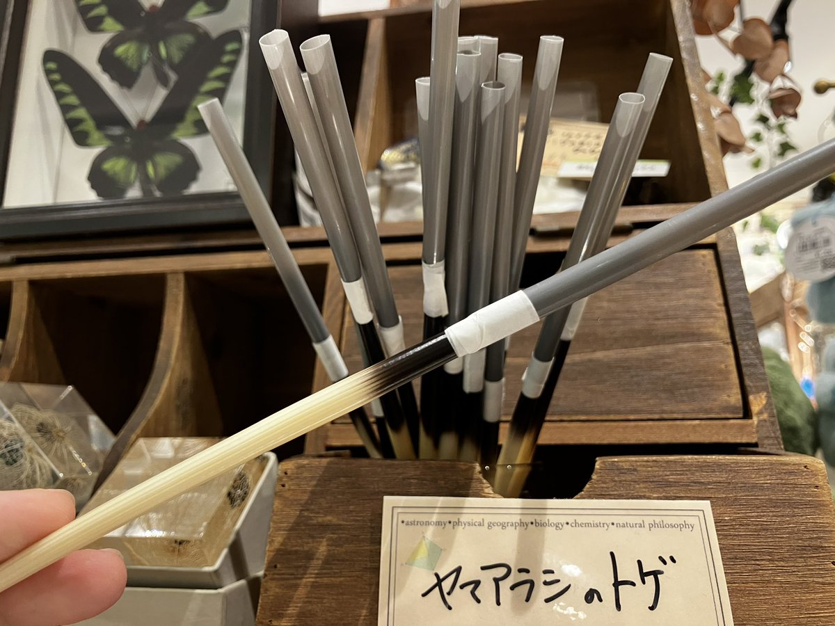 THESTUDYROOMuen's tweet photo. びっくりするほどトガってる⁈
こちらなんとヤマアラシのトゲ✨つけペンの軸や釣りの浮きに使われることもあるようです🎣
ぜひご覧くださいませ!!
スタッフ🍀
#thestudyroom
#thestudyroom上野店 https://t.co/sWdRqpfh1S