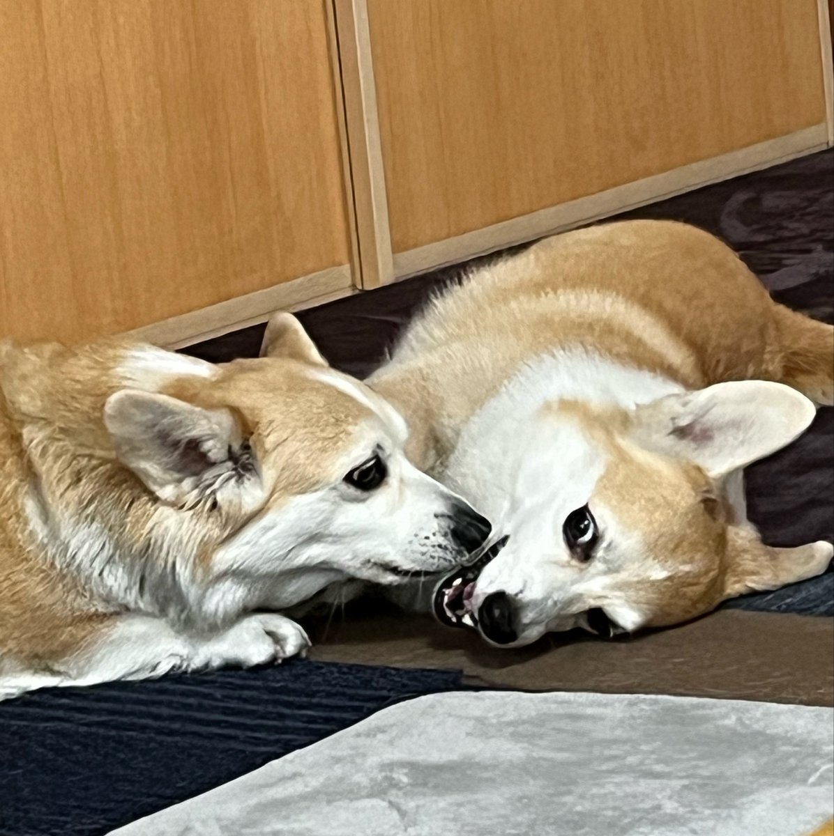 tu_qwl's tweet photo. 🐶おはワンれしゅ✨💓💓🎵 https://t.co/b6djnjXrgO