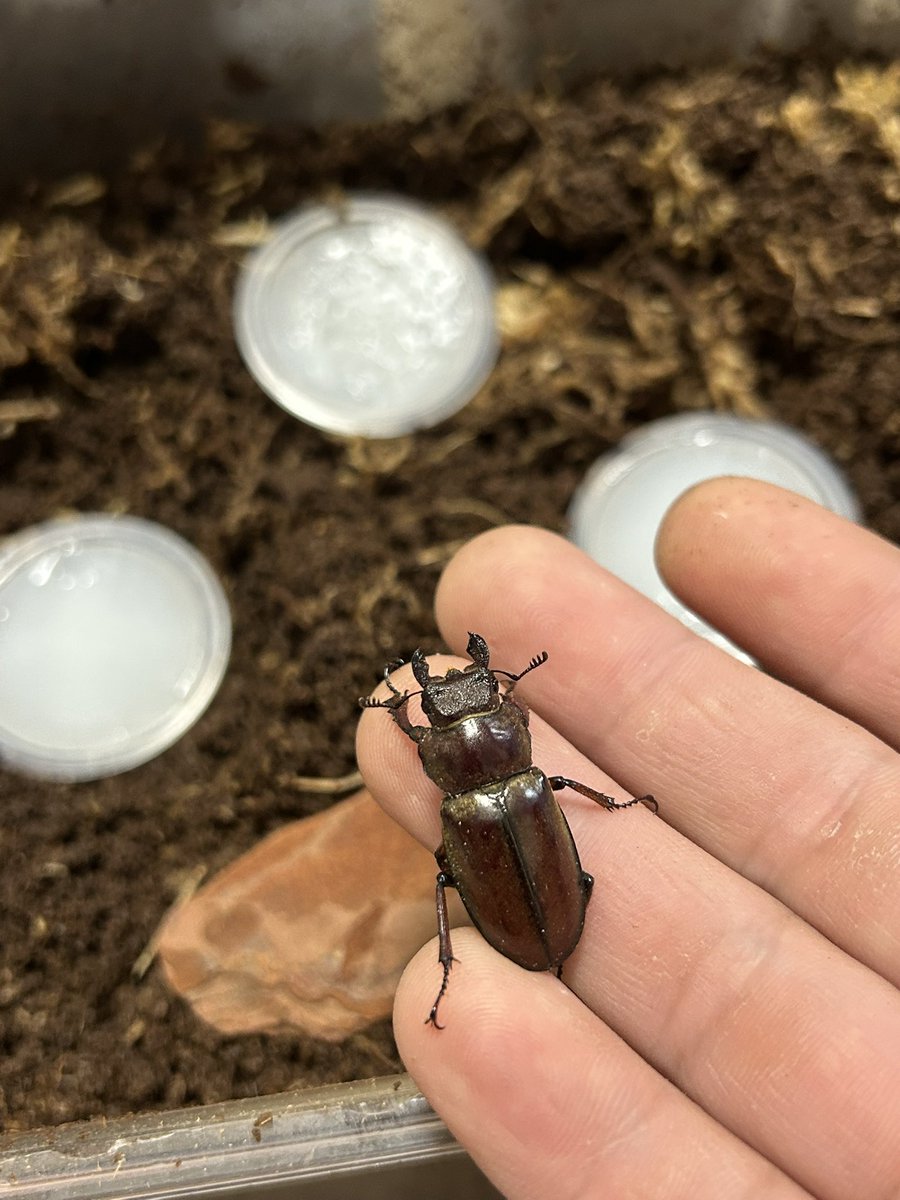 wangxiaolon's tweet photo. 1日餌食わせたのでグラディウスミヤマ雌をセットに投入
微妙に粘り気が足りない気もするので一週間様子見 https://t.co/oS0pNLzaWV