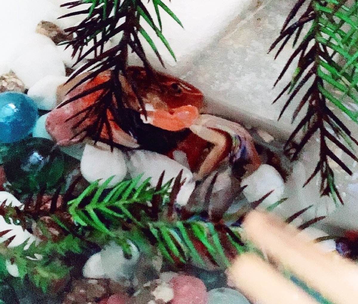 yuka_pomp's tweet photo. ロピアで救出したサワガニたち🦀🦀⸒⸒
自由研究か？ https://t.co/HOf93FIf4r