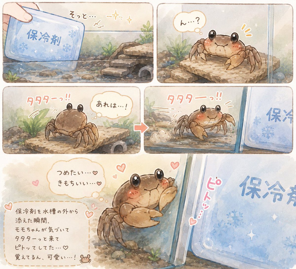 yuka_pomp's tweet photo. ロピアで救出したサワガニたち🦀🦀⸒⸒
自由研究か？ https://t.co/HOf93FIf4r
