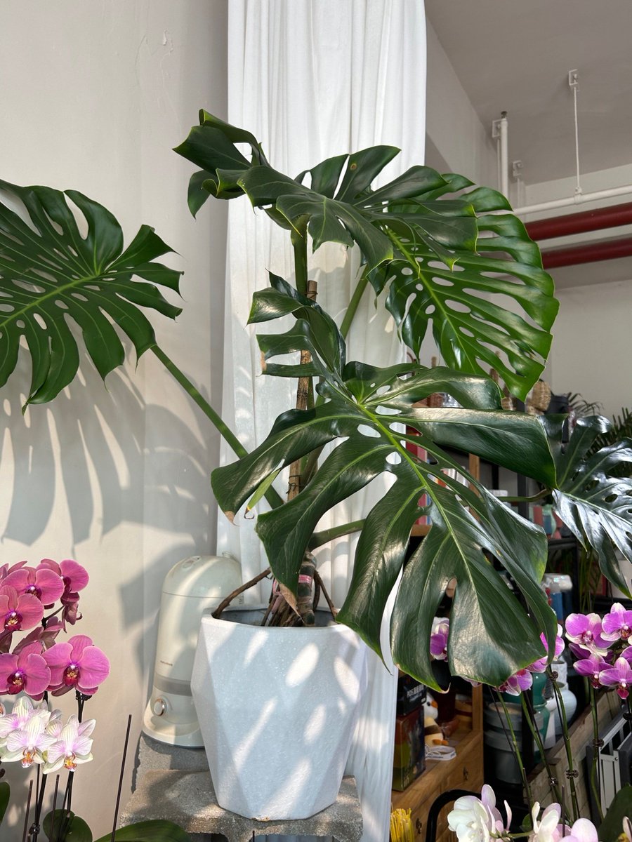 GilbertGaucrdx's tweet photo. Just finished the "urgent" task that wasn't even due next week… time for my official 5-minute desk plant check-in. https://t.co/GyZzCyhc7x