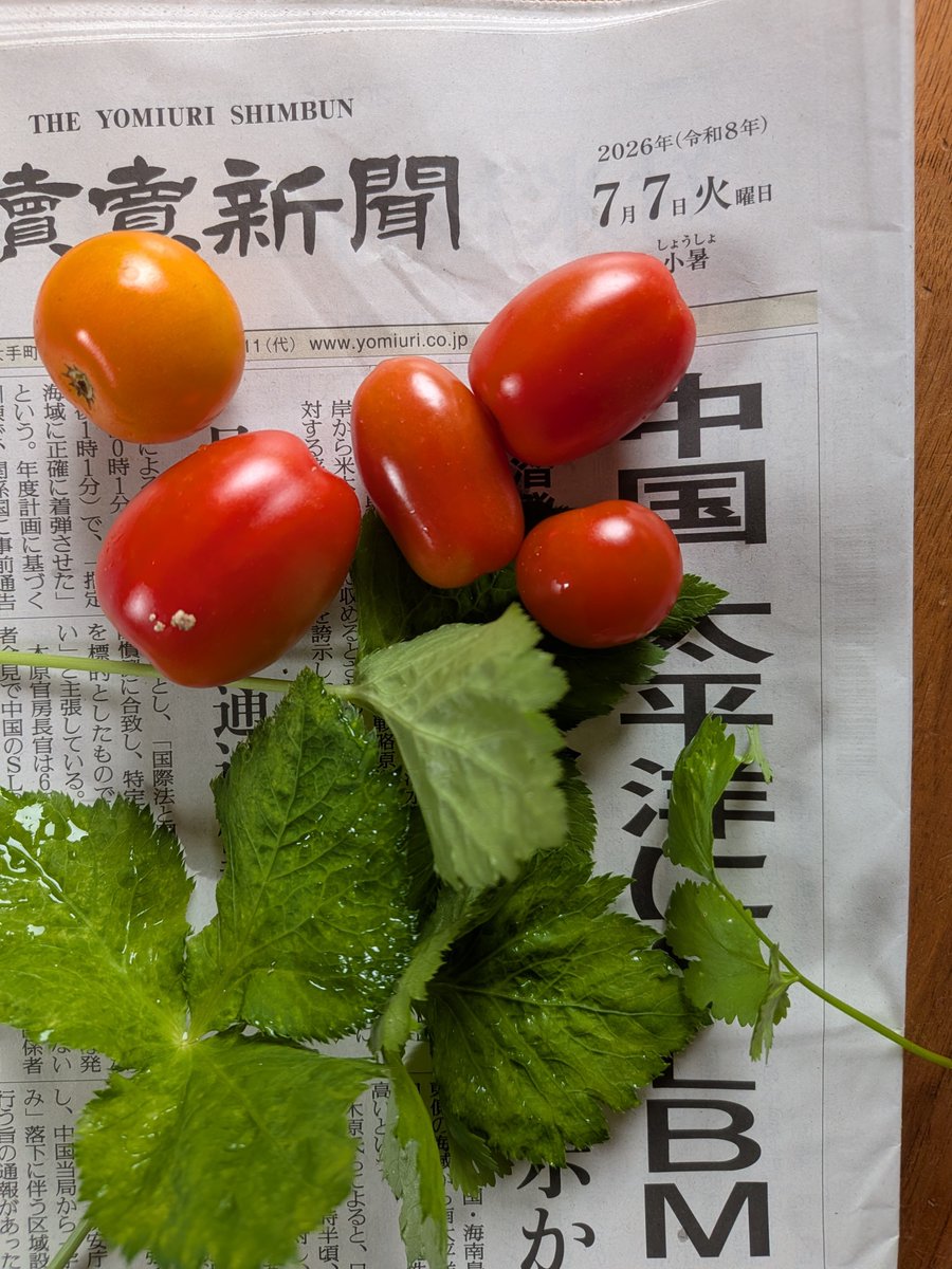 トマト #ミツバ #コリアンダー #庭産 2026年7月7日 #椿峰ニュータウン