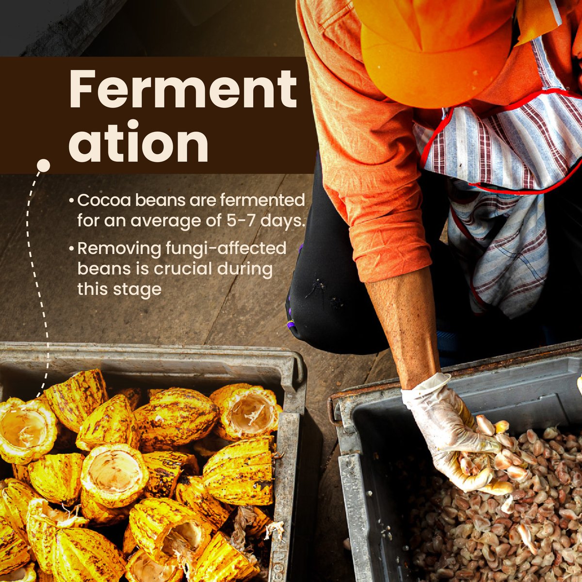 grainproinc's tweet photo. Cocoa beans undergo multiple processes before being turned into chocolate.
Learn more about how to preserve cocoa quality at https://t.co/16Q9ZYAlIp
#ForAFoodfulFuture #CocoaQuality #CocoaBeans #Cocoa #Cacao #PostHarvest #Drying #Storage #Transport #HermeticTechnology https://t.co/nL0HyMW6kI
