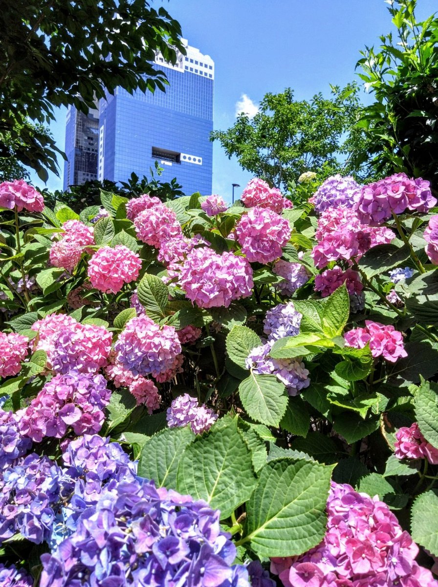 fattmazel's tweet photo. ほんとに！
タイムリーに、スーパーの入り口で急に進路変更して走り出す幼児を、オウオウオウ！と止める役割してきた（スーパーの外すぐそこ幹線道路）
お子さんは泣く寸前だったけど、もうね…子ども2人〜連れて買い物は大変よ…カートに乗ってくれるうちはまだいい
娘ひとりの私でも一時期大変だった https://t.co/pnAIOFeK4C